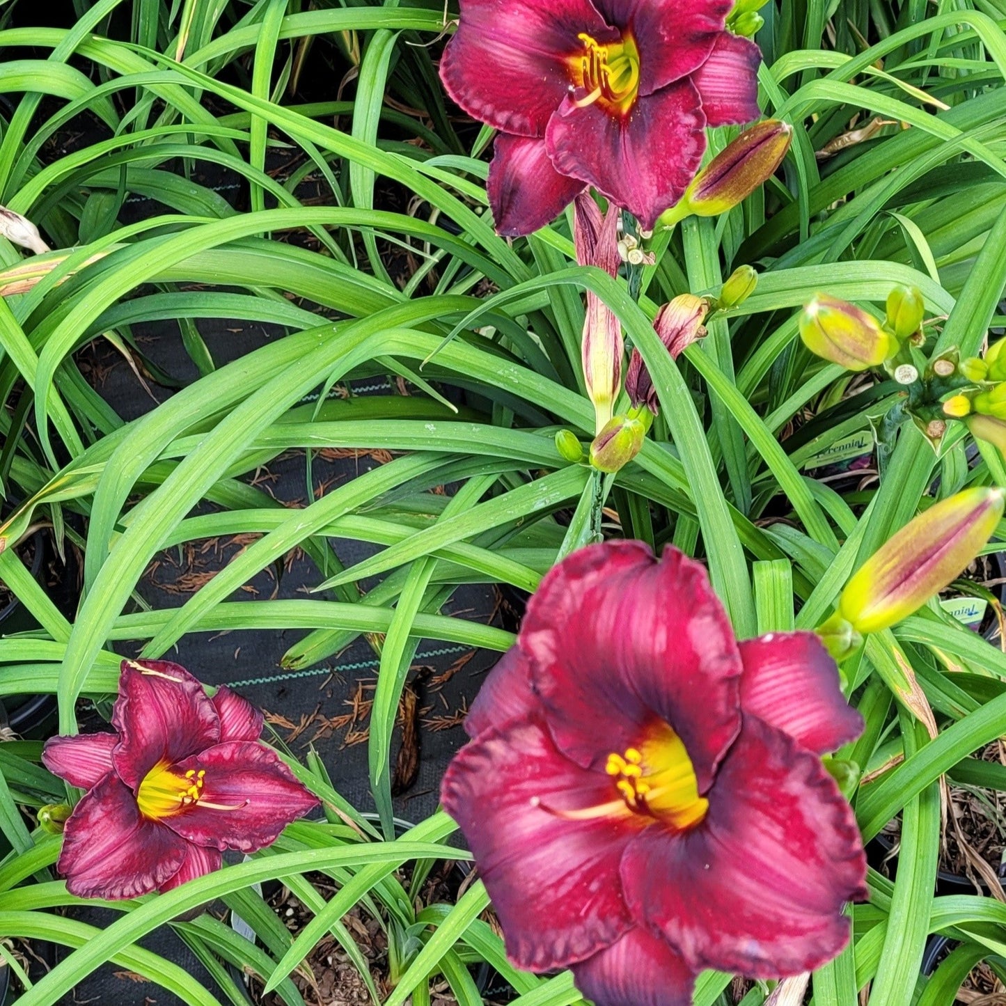 Hemerocallis 'Raspberry Suede' Daylily - #1