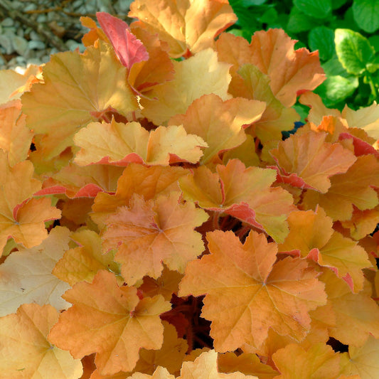 Heuchera x villosa 'Caramel' PP16560 Coral Bells - Qt.