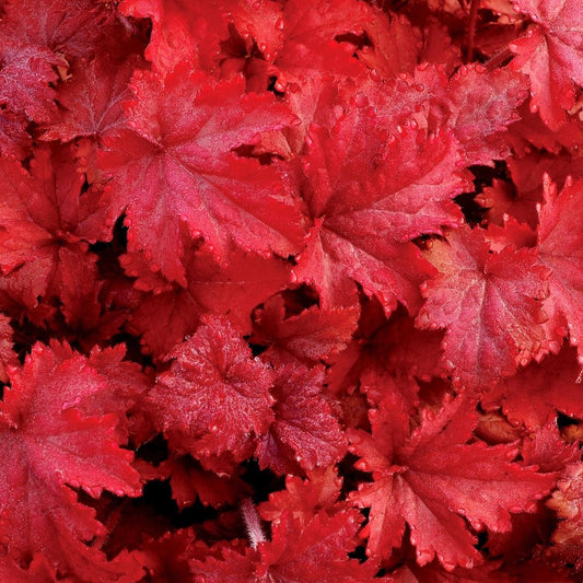 Heuchera x villosa 'Fire Chief' PP21880  Coral Bells - #1