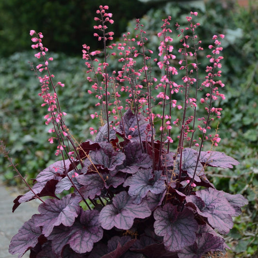 Heuchera 'Grape Timeless' PP31640  Coral Bells - Qt.