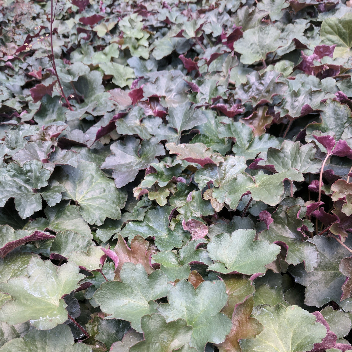 Heuchera micrantha 'Palace Purple' Coral Bells - #1 – Evergreen Nursery ...