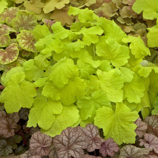 Heuchera x villosa 'Pistache' PP19585 Coral Bells - #1