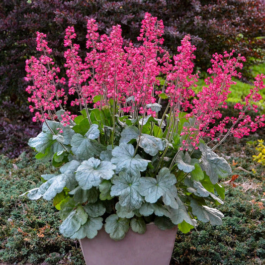 Heuchera Dolce™ 'Spearmint' PP31281 PW® Coral Bells - #1