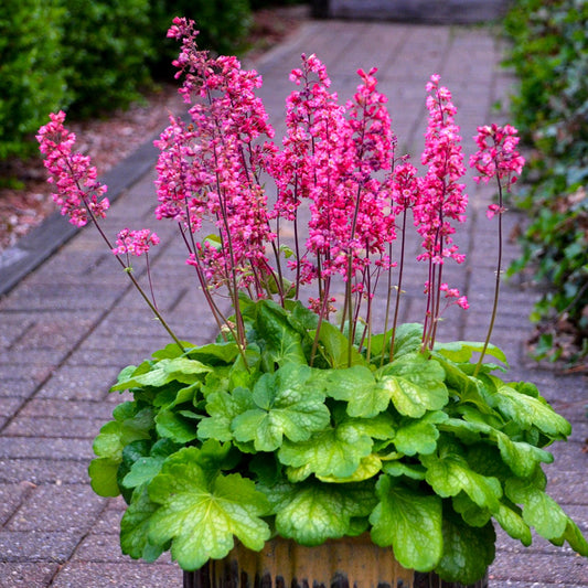 Heuchera 'Timeless Glow' PPAF Coral Bells - Qt.