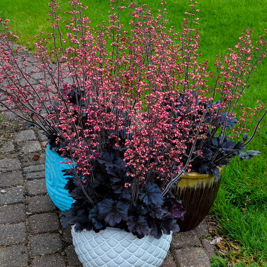 Heuchera 'Timeless Night' PPAF Coral Bells - Qt.