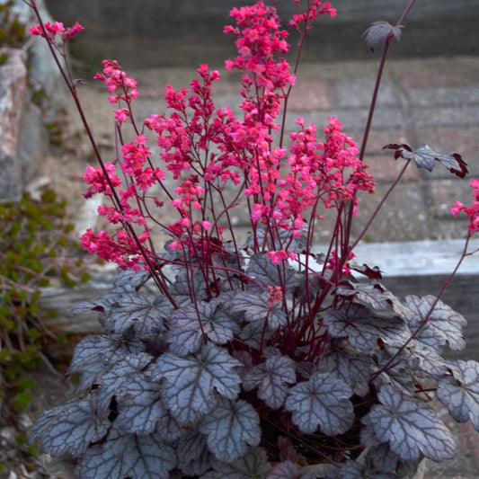 Heuchera 'Timeless Treasure'  PP31987 Coral Bells - Qt.