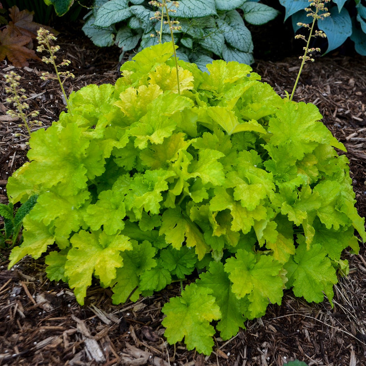 Heuchera 'Twist of Lime' PP30618 Coral Bells - #1