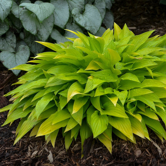 Hosta 'Munchkin Fire' - Qt.