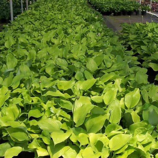 Hosta 'Sum & Substance' - #1
