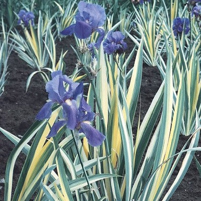 Iris pallida 'Aureo Variegata' - #1