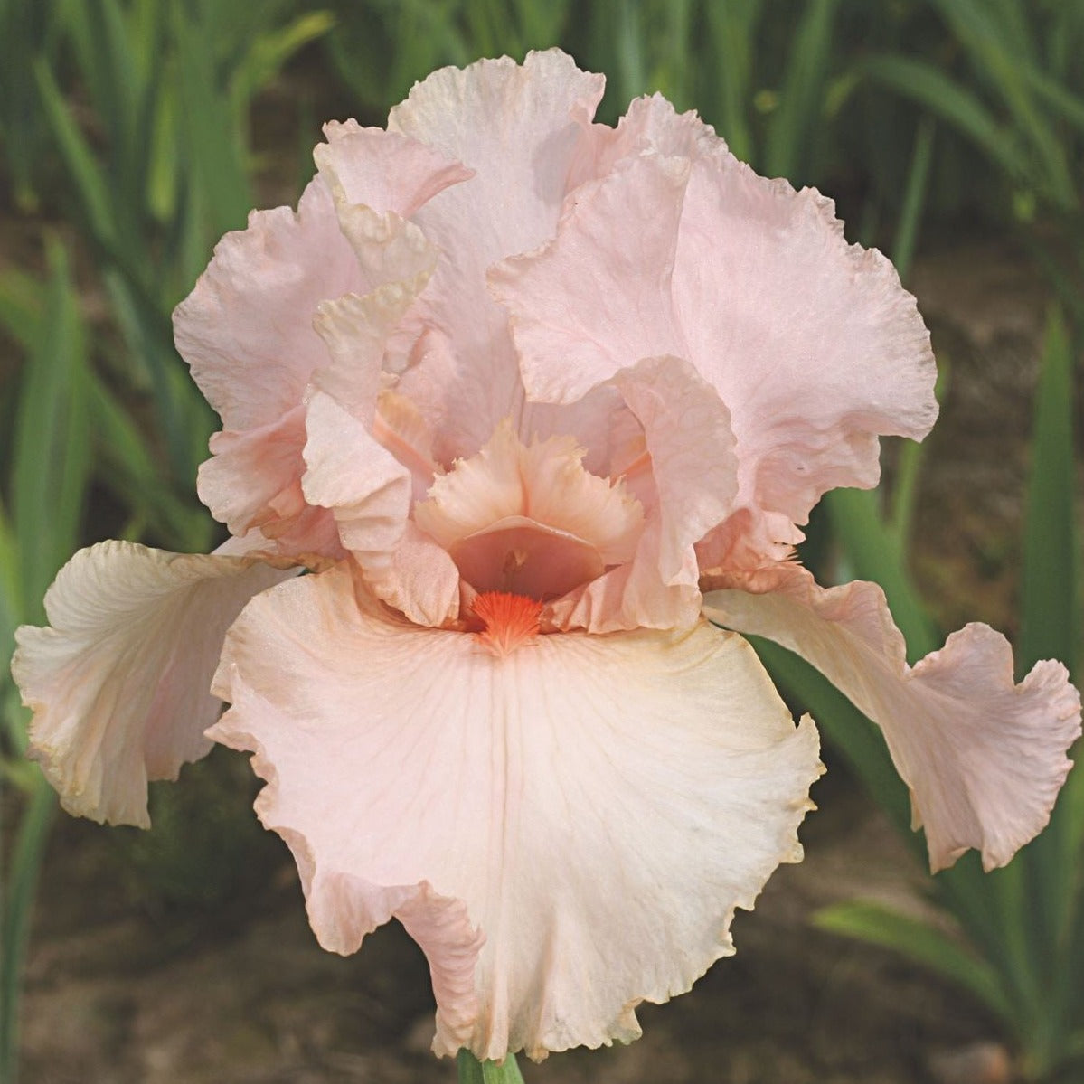 Iris germanica 'Peggy Sue' - #1