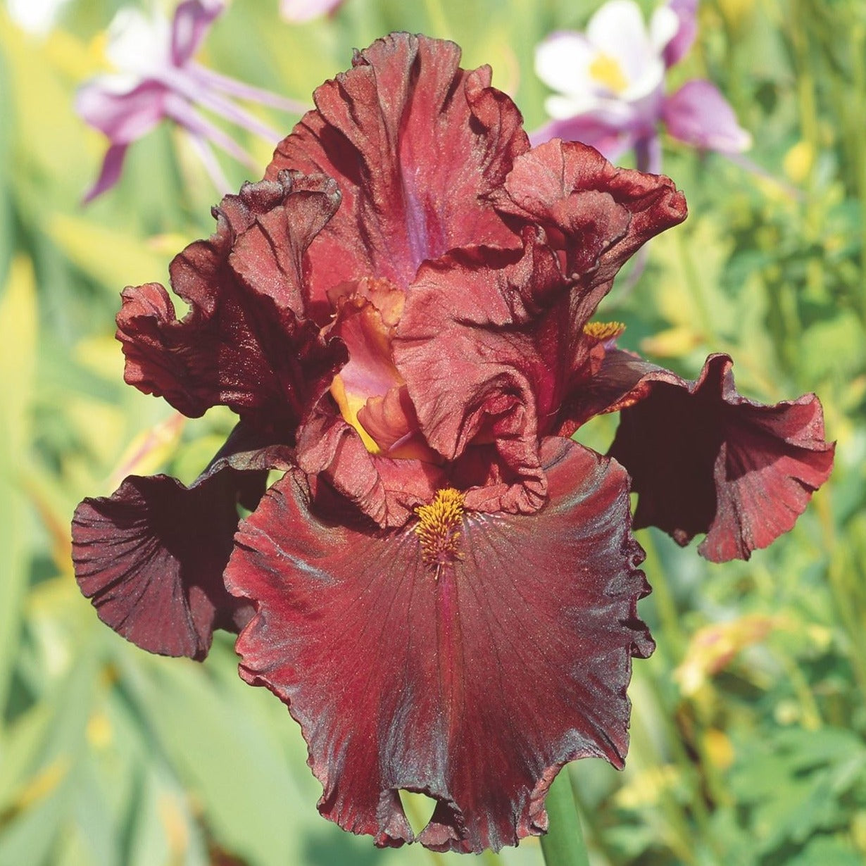 Iris germanica 'Raptor Red' - #1