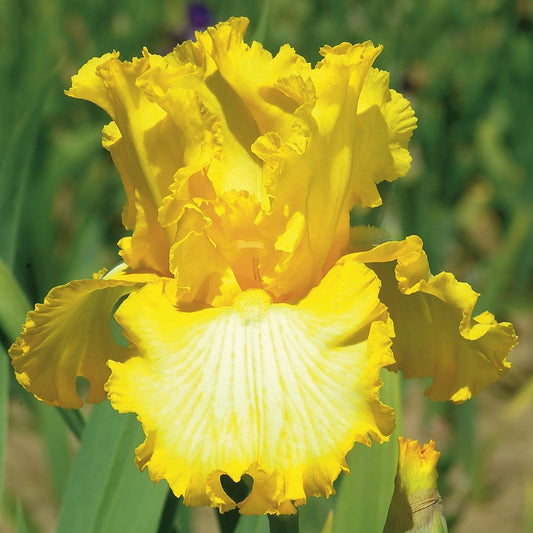 Iris germanica 'That's All Folks' - #1