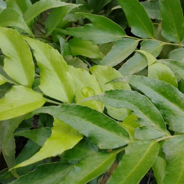Fern: Cyrtomium falcatum 'Rochfordianum' Japanese Holly Fern - Qt.