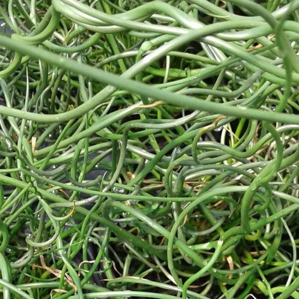 Grass: Juncus effusus 'Big Twister' Corkscrew Rush - Qt. – Evergreen ...