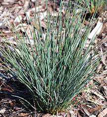 Grass: Juncus tenuis 'Blue Dart'  Rush - Qt.