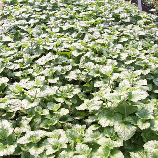 Lamiastrum galeobdolon 'Variegatum' - 4"R
