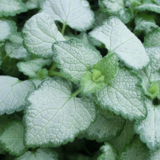 Lamium maculatum 'Red Nancy' - 4.5"