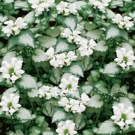 Lamium maculatum 'White Nancy' - 4.5"