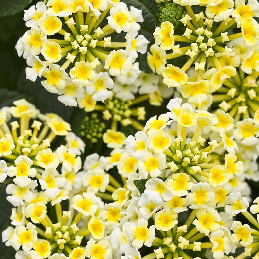 Lantana 'Luscious® Royale Pina Colada' PP24641 PW® - Qt.