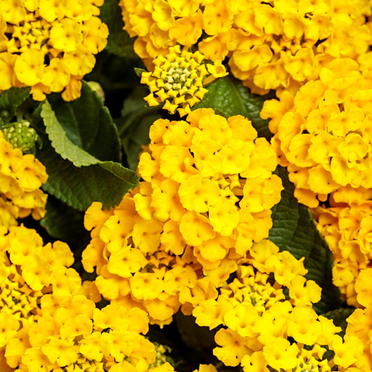 Lantana 'Luscious® Royale Lemon Tart' PPAF PW® - Qt.