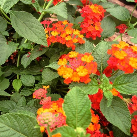 Lantana camara 'Dallas Red' - 4"R