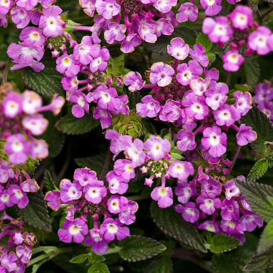 Lantana 'Luscious® Grape' PP19357 PW® - Qt.