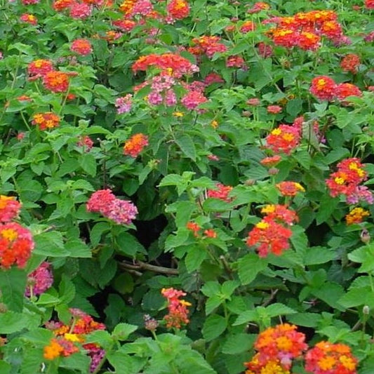 Lantana camara 'Miss Huff' - 4"R