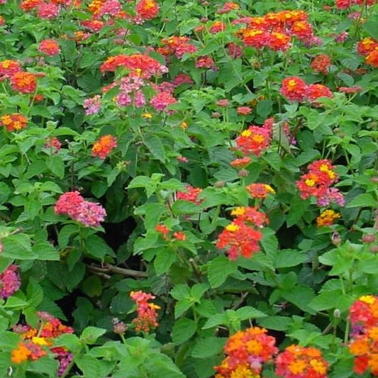 Lantana camara 'Miss Huff' - #1