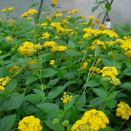 Lantana x 'New Gold' - 4"R