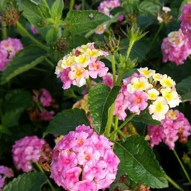 Lantana 'Pink Huff' - #1