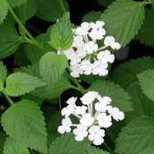 Lantana montevidensis 'Trailing White' - 4"R