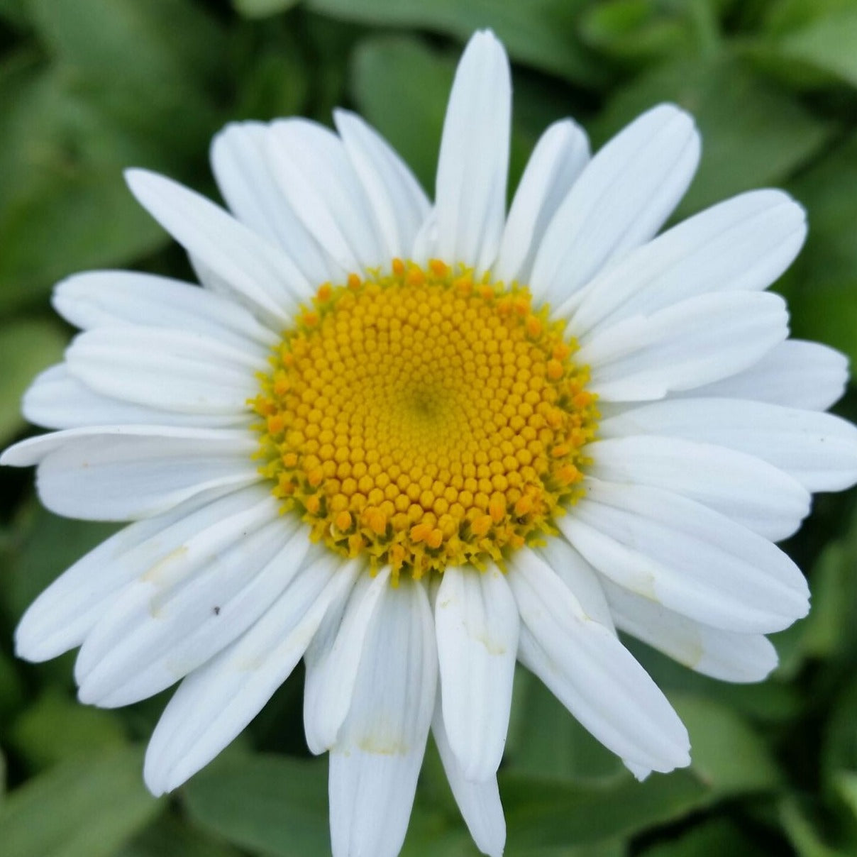 Leucanthemum x superbum 'Becky' Shasta Daisy - #1