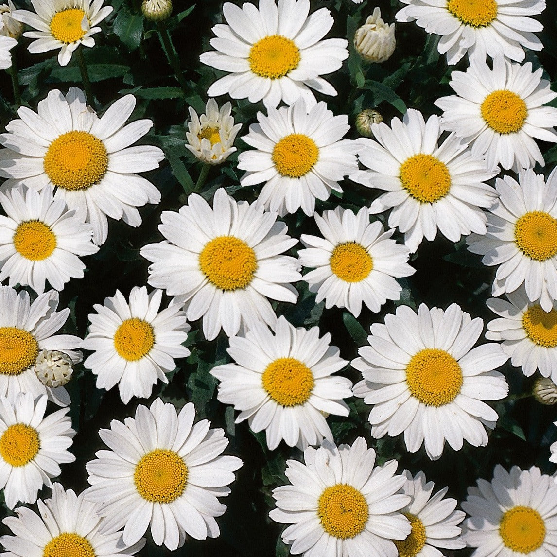 Leucanthemum x superbum 'Snow Cap'  Shasta Daisy - #1