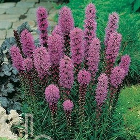 Liatris spicata 'Kobold' Gayfeather - #1