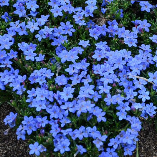 Lithodora diffusa 'Grace Ward' - 4.5"