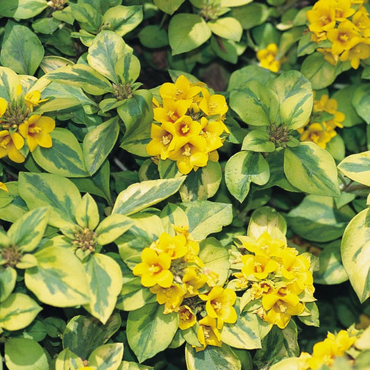 Lysimachia congestiflora 'Waikiki Sunset' - Qt.
