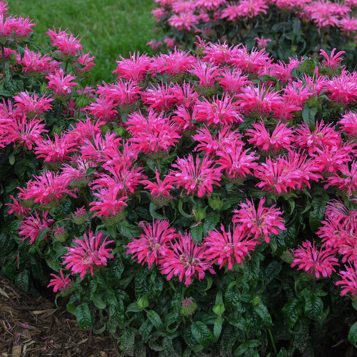 Monarda Sugar Buzz® 'Electric Neon Pink' Beebalm - #1