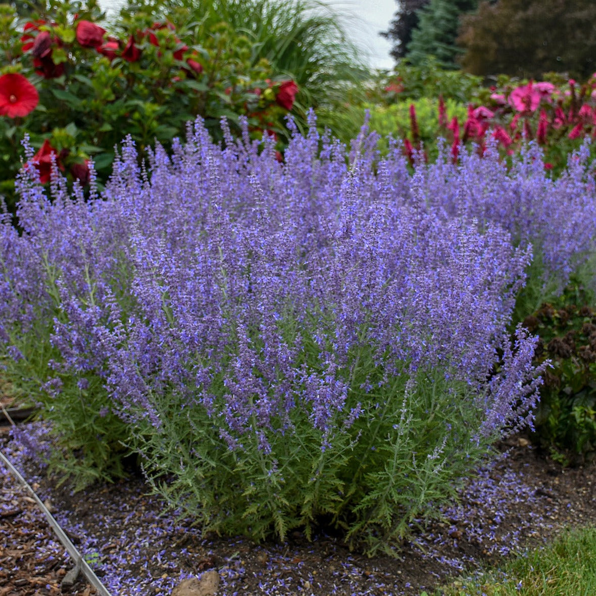 Perovskia atriplicifolia 'Denim n' Lace' PP28445 PW® Russian Sage - #1