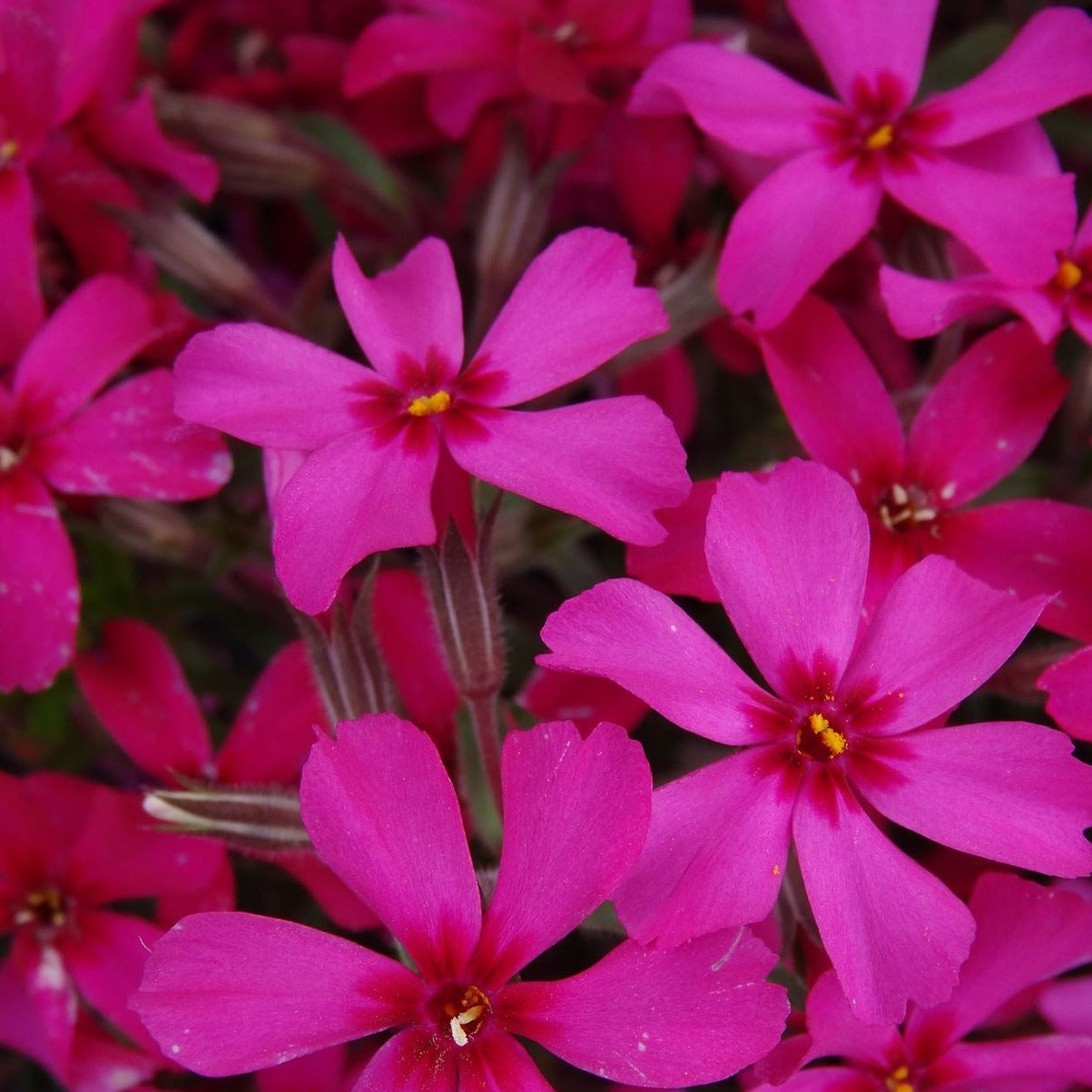 Phlox subulata 'Scarlet Flame' - 4.5"