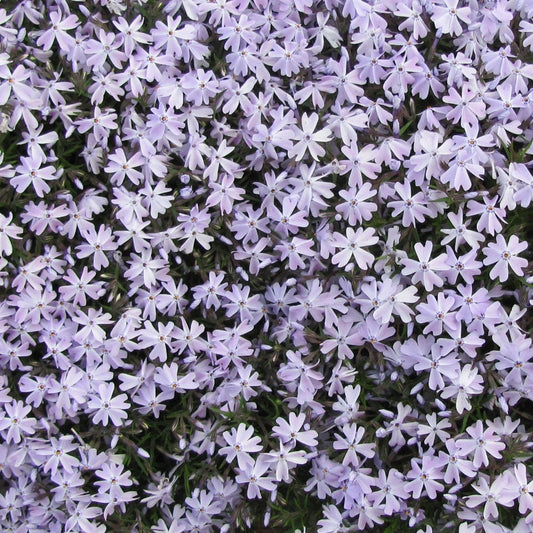 Phlox subulata (blue) - 3.5"