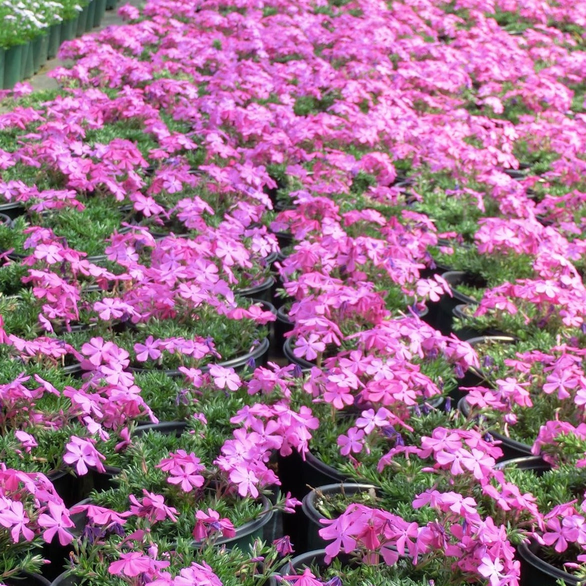 Phlox Subulata pink 1 Evergreen Nursery Inc Phlox Subulata pink 1 Evergreen Nursery Inc