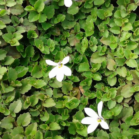 Pratia angulata  White Star Creeper, Fragrant Carpet - 4.5"