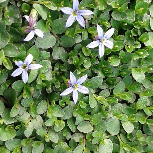 Pratia pedunculata 'County Park'  Trailing Pratia - 4.5"