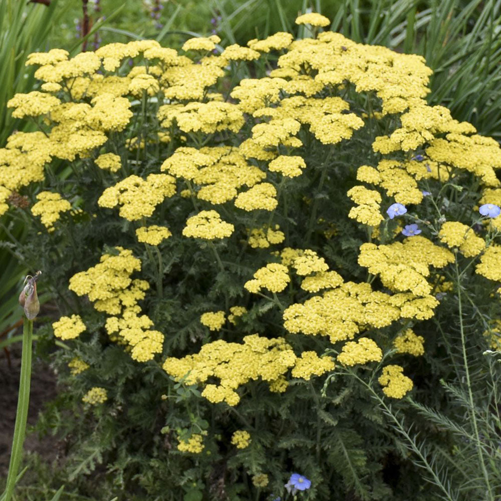 Achillea Firefly Collection 'Firefly Sunshine' PP32403 PW® Yarrow - #1