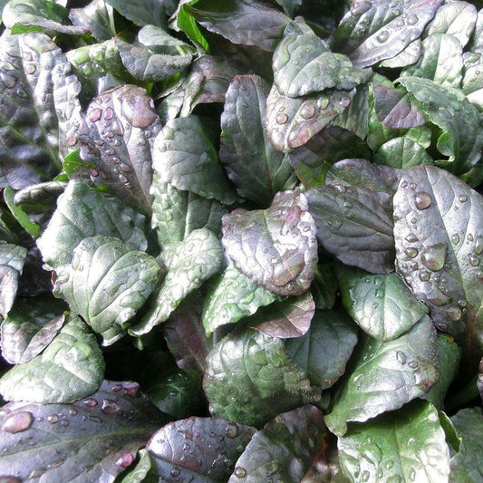 Ajuga reptans 'Bronze Beauty' - 3.5"
