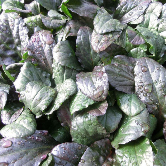 Ajuga reptans 'Bronze Beauty' - 4"R