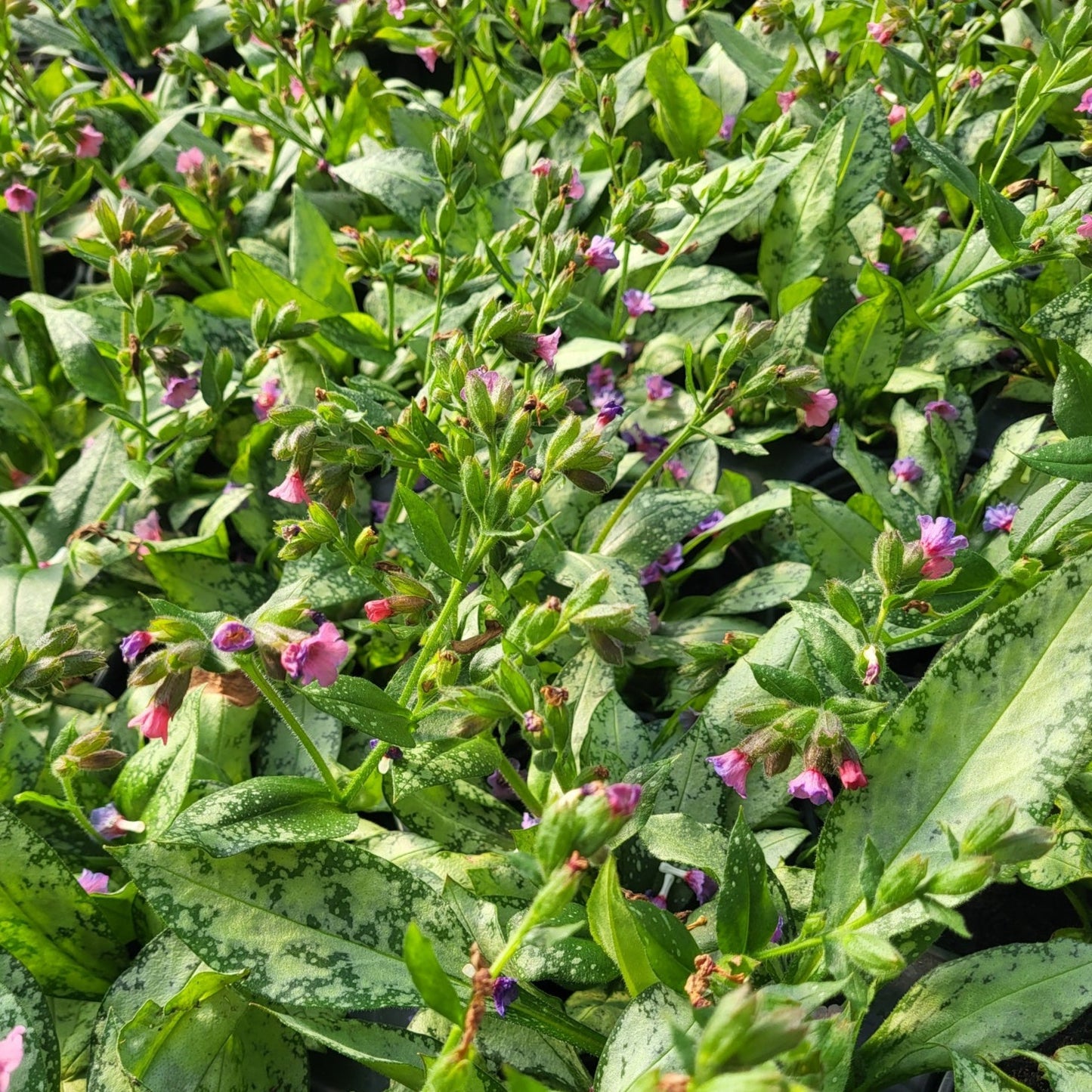 Pulmonaria 'Silver Bouquet' PP20059 Lungwort - Qt.