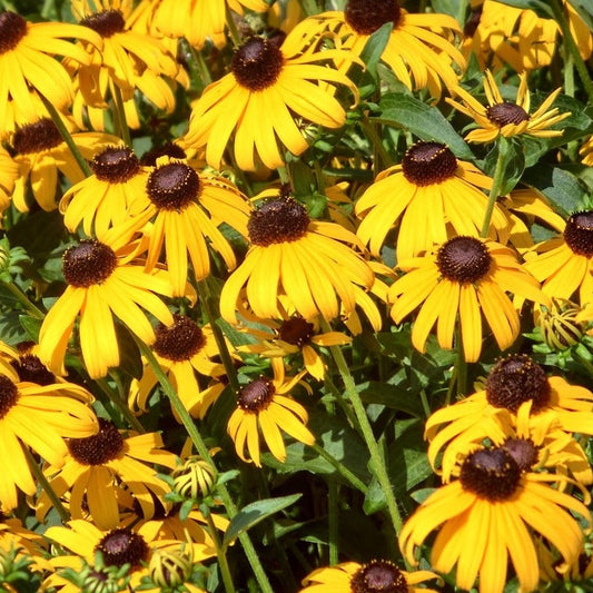 Rudbeckia fulgida 'Goldsturm' Black Eyed Susan - #1