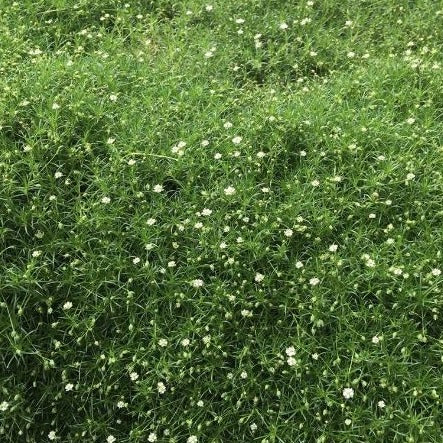 Sagina subulata  Irish Moss - 4.5"